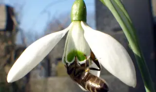 50% спад на регистрираните пчелари, ще поскъпне ли медът?