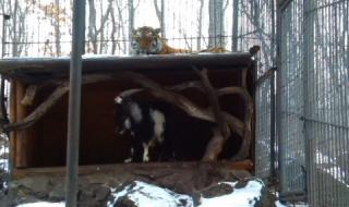 Нова дружба между тигър и козел