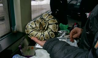 Хванаха змията беглец от Пловдив