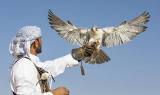 Продадоха най-скъпия сокол в света за... 
