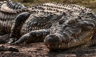 Най-големият крокодил в света празнува 120-ия си рожден ден (ВИДЕО)