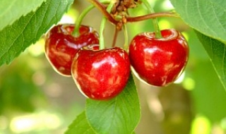 Жандармерия пази черешите в Кюстендилско