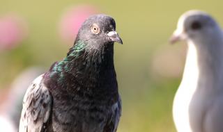 Гълъбите мислят по-бързо от хората