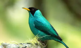 Рядка птица - наполовина мъжка, наполовина женска, бе наблюдавана в Колумбия (СНИМКИ)