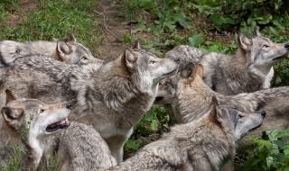 Глутници вълци тероризират Франция