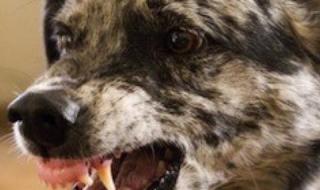 Глутница кучета нападна малко дете в София