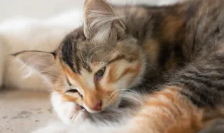 7 знака, че котката ви се чувства самотна
