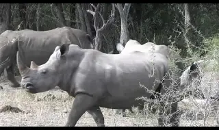 They returned 40 white rhinos to the wild of South Africa 