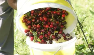 The price of cherries is affordable 