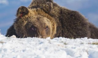 Италия скърби заради смъртта на лаком мечок (СНИМКИ)
