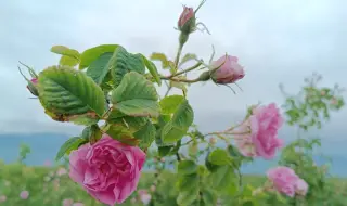 Boom in the production of rose oil, but the entrepreneurs are not rosy 