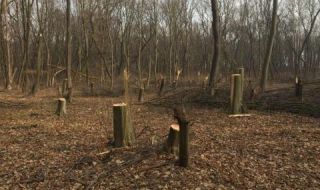 Бракониери отсякоха 180 дървета край Сандански
