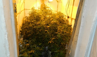 Разбиха две оранжерии за канабис