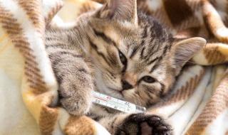 Учен направи извънредно изявление за котките и коронавируса