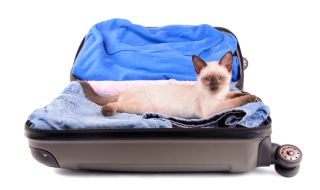 Откриха жива котка в чекиран багаж (СНИМКА)