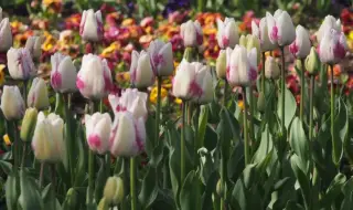 Времето днес, прогноза за неделя, 19 април: Слънчево, на места с краткотрайни валежи