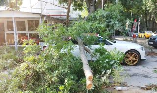 Заради силния вятър в София: 8 сигнала за паднали дървета 