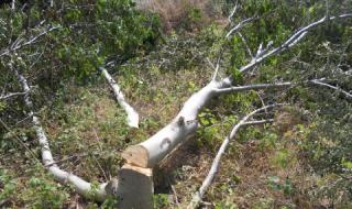 Силна буря счупи клони в столицата и блокира трамвайна линия