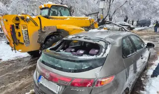 Дърво падна и счупи пет автомобила в Пловдив