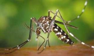 Защо комарите хапят точно нас?