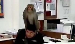 Маймуна терорист шашна Индия (ВИДЕО)