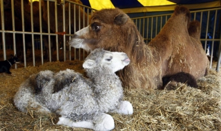 Мляко от камила помага на диабетиците