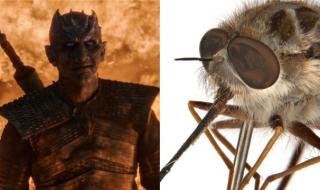 Учени кръстиха нов вид муха на... злодей от &quot;Игра на тронове&quot; (ВИДЕО)