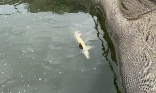 България въвежда постоянна забрана за улов на есетрови риби в река Дунав и Черно море