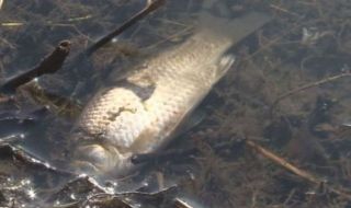Отново мъртва риба в река Черна в Смолян