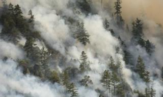 Пожар изпепели 10 декара иглолистна гора в Смолянско