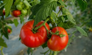 Преборете болестите по доматите с тези рецепти