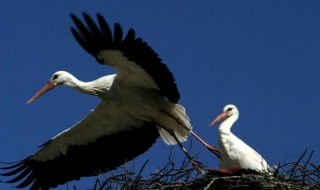 Настъпи астрономическата пролет