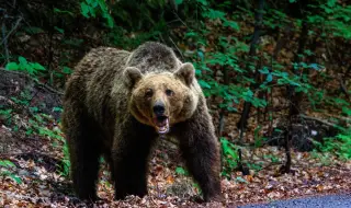 Засякоха над 20 мечки в Балкана между Сопот и Калофер
