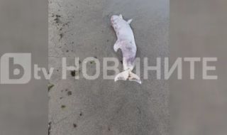 Морето изхвърли мъртъв делфин на плаж в Ахелой