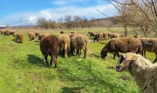 Потвърдиха случай на антракс в село Славяново, взимат спешни мерки