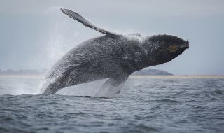 Океанът изхвърли 19-метров кит на брега (СНИМКИ)