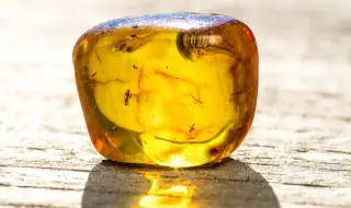 Откриха вкаменена мравка от изчезнал вид в кехлибар от колекцията на поета Гьоте