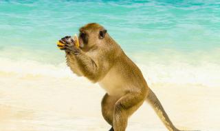 Пияни маймуни нападат туристи на плаж в Тайланд (ВИДЕО)