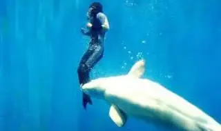 Белуга нападна двама водолази в аквариум (ВИДЕО)