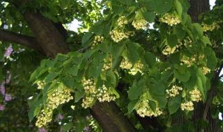 Забраниха да се бере липов цвят в Търговище