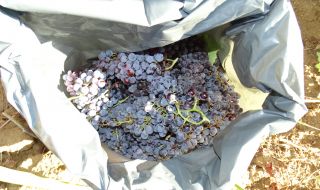 Евтино румънско грозде "събаря" цените на българските производители