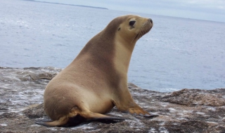 Разследват мистериозната смърт на морски лъв в Германия