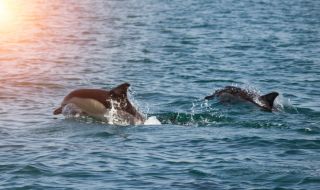 Ето колко са делфините в Черно море 