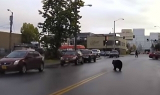 По петите на мечка в Аляска (ВИДЕО)