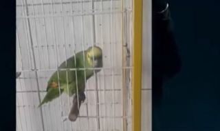 Този папагал успешно може да замени Риана (ВИДЕО)