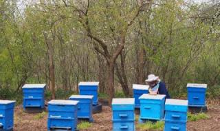 70% от пчелите в Тервелско са унищожени