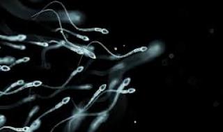 Човечеството е на път да изчезне, защото... сперматозоидите изчезват