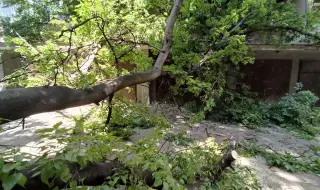Вятърът в Благоевград събори две дървета