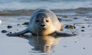 Стотици мъртви тюлени от застрашен вид бяха изхвърлени край Каспийско море
