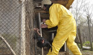 Село протестира срещу загробване на чужди кокошки